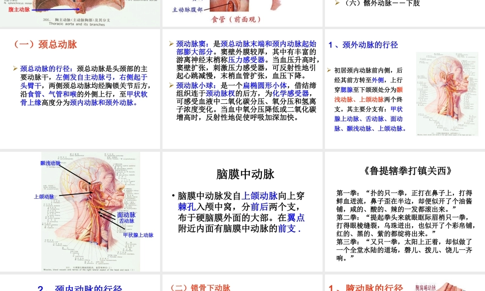 月脉管动脉定稿.ppt