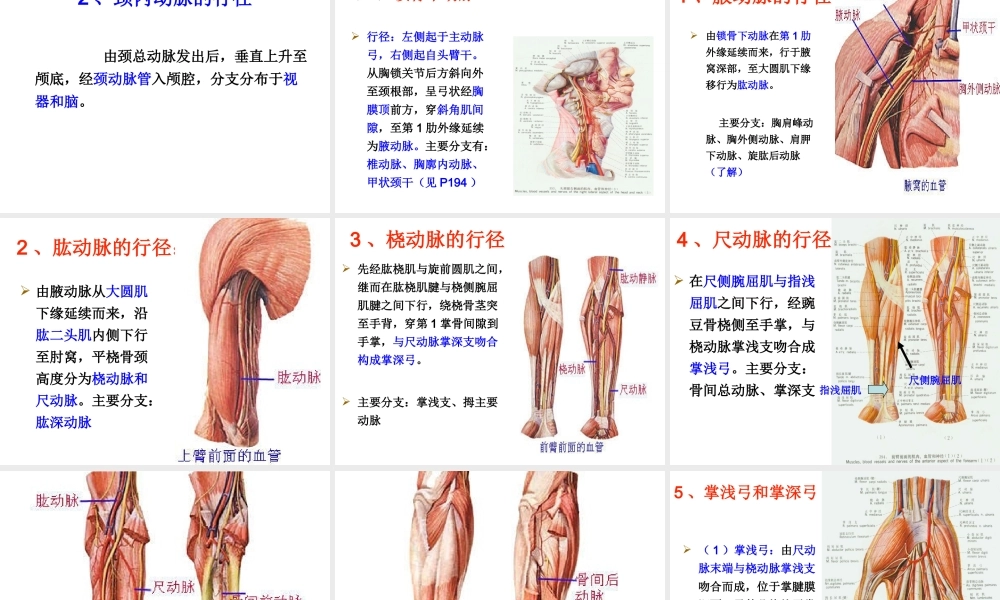 月脉管动脉定稿.ppt