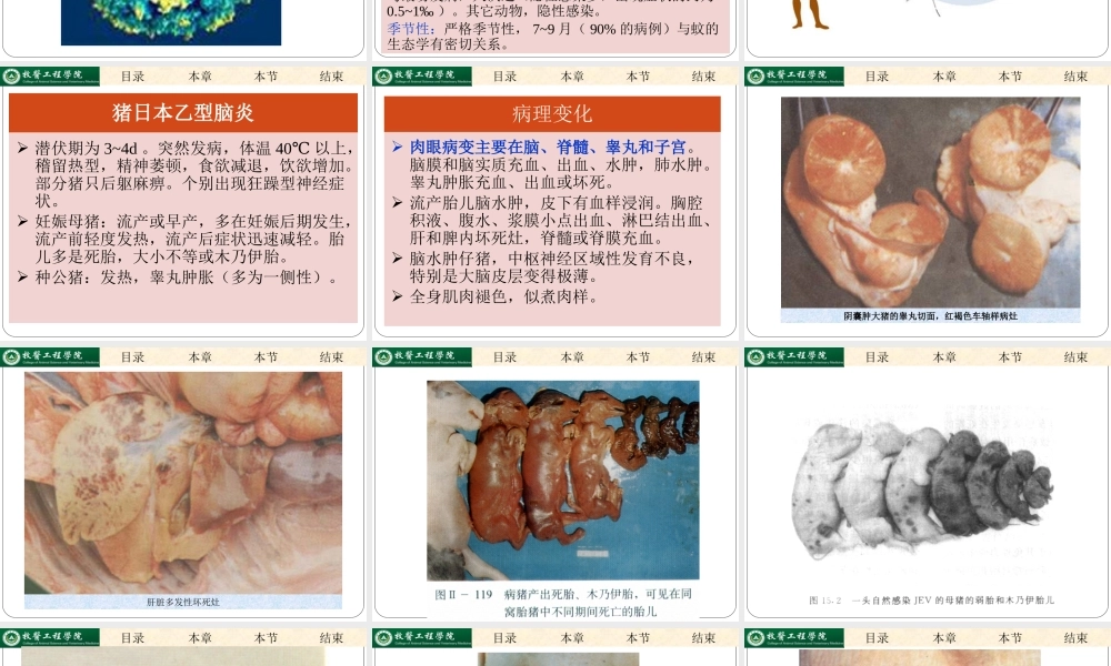 日本乙型脑炎.ppt