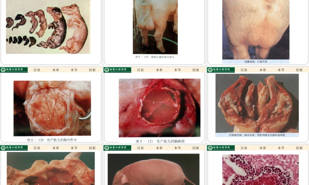 日本乙型脑炎.ppt