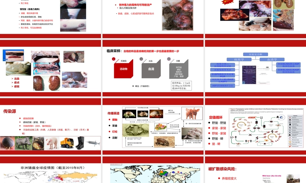 如何降低非洲猪瘟感染风险.pptx