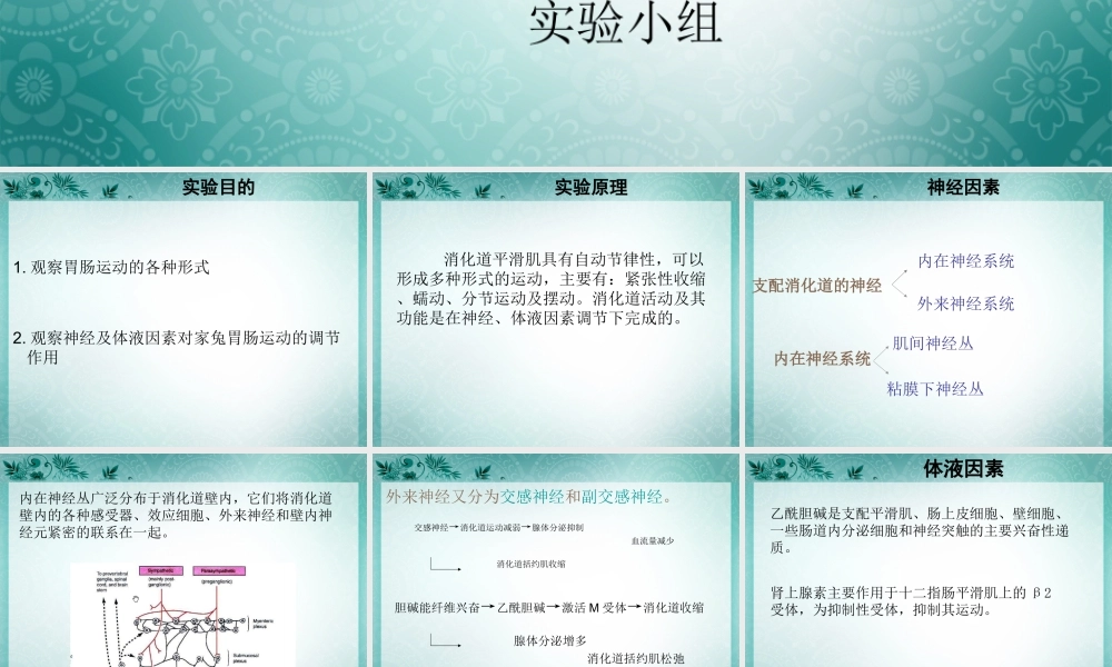 家兔胃肠运动的直接观察.ppt