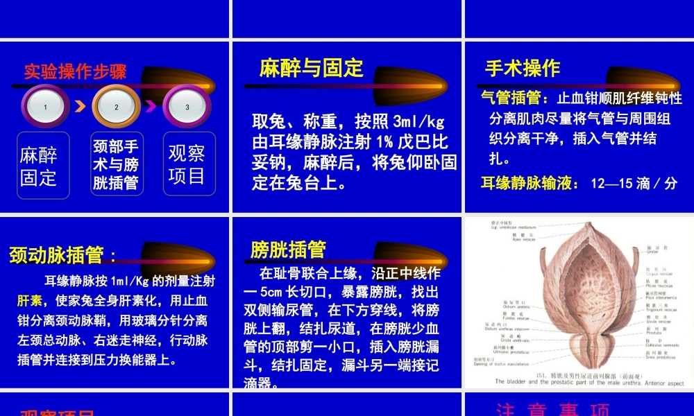 尿液生成的影响因素).pptx