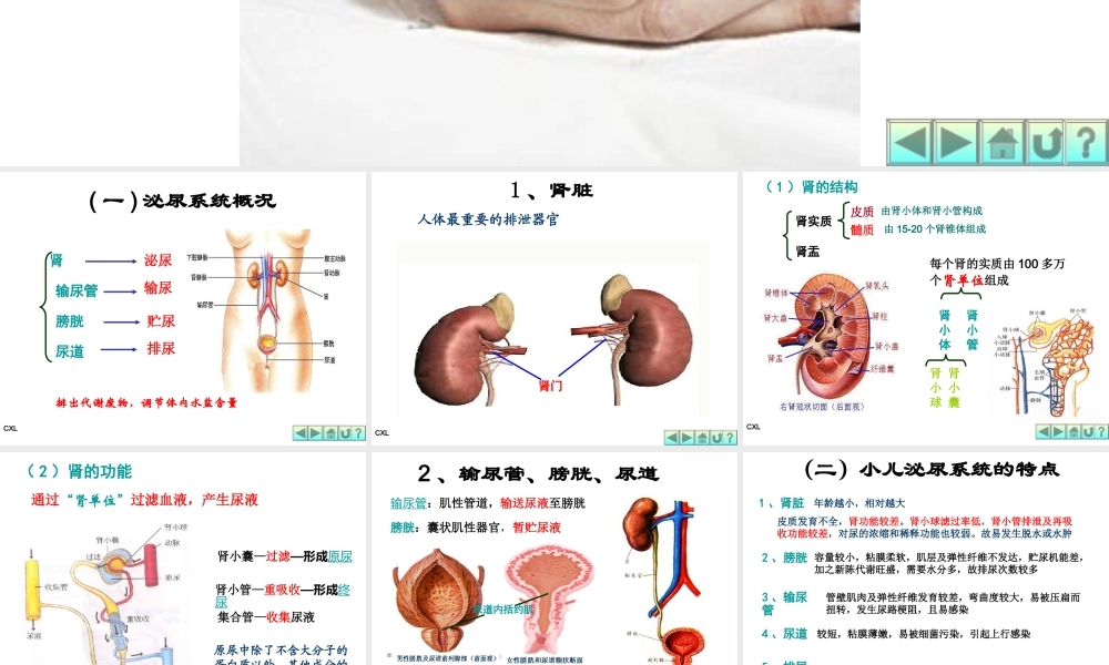 幼儿营养与卫生第六课-排泄系统与内分泌系统.ppt