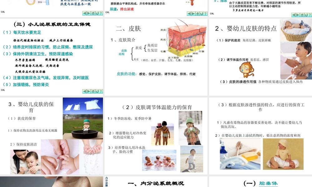 幼儿营养与卫生第六课-排泄系统与内分泌系统.ppt