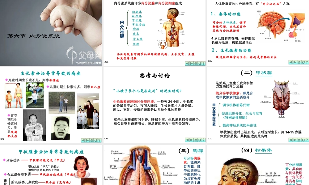 幼儿营养与卫生第六课-排泄系统与内分泌系统.ppt