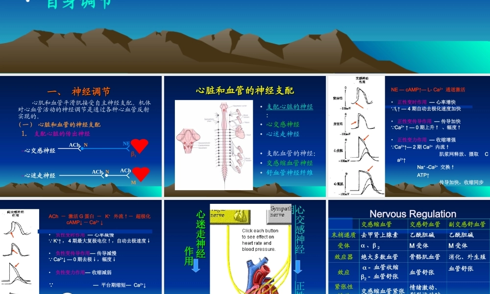 循环生理-心血管活动的调节.ppt