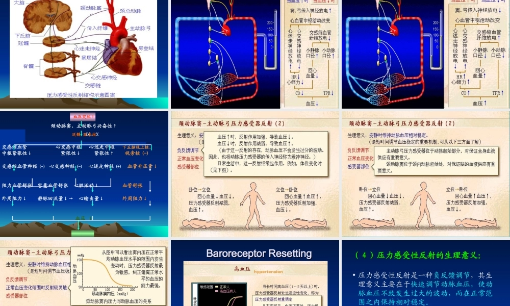 循环生理-心血管活动的调节.ppt