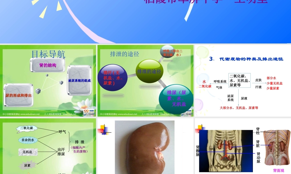 尿液的形成和排出PPT.ppt