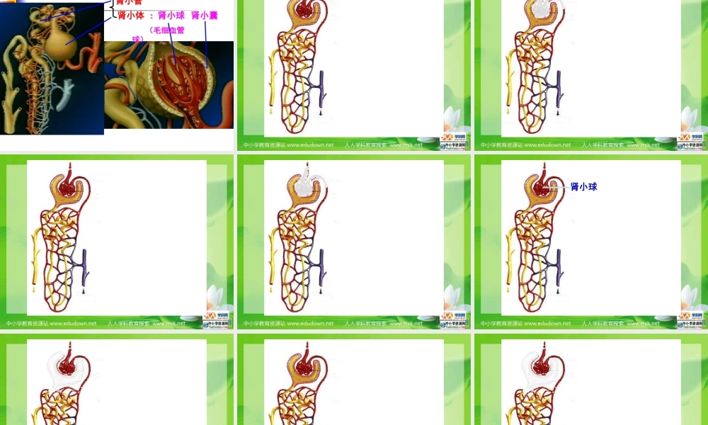 尿液的形成和排出PPT.ppt