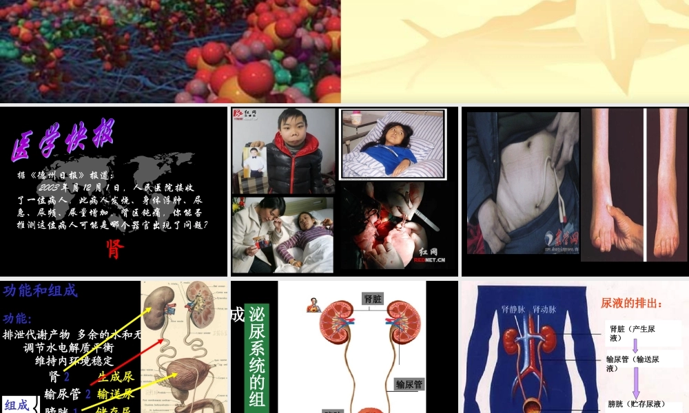 尿液是如何形成的.ppt