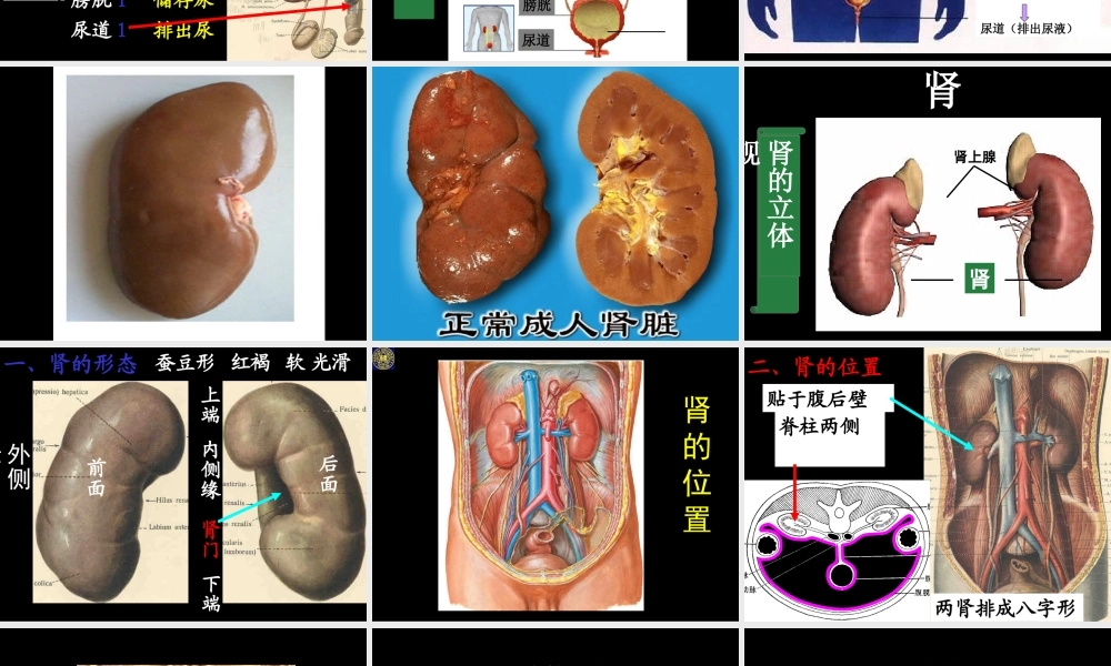 尿液是如何形成的.ppt