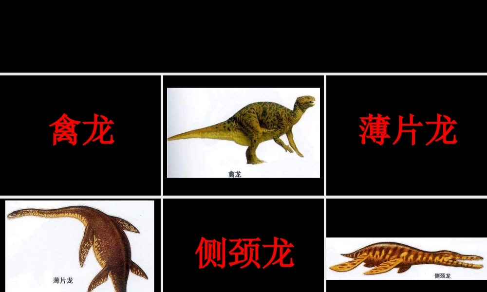 恐龙卡片适合男宝宝.ppt