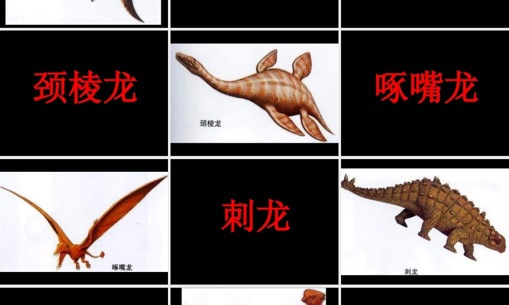 恐龙卡片适合男宝宝.ppt