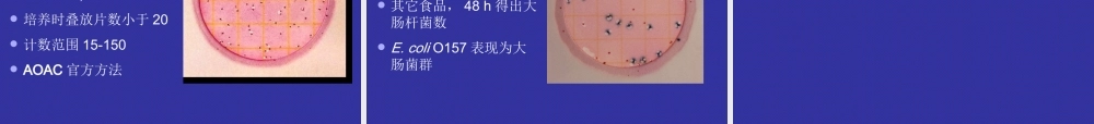 大肠杆菌PPT.ppt