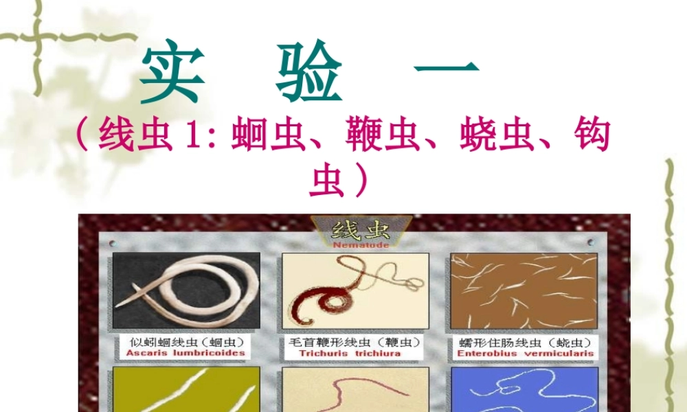 医本一蛔虫钩虫鞭虫蛲虫.ppt