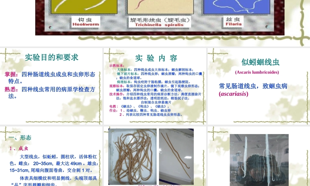 医本一蛔虫钩虫鞭虫蛲虫.ppt