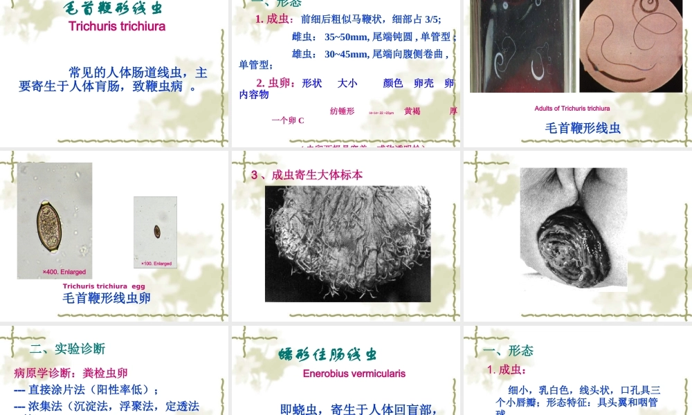 医本一蛔虫钩虫鞭虫蛲虫.ppt