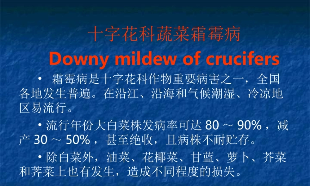 十字花科蔬菜霜霉病.ppt