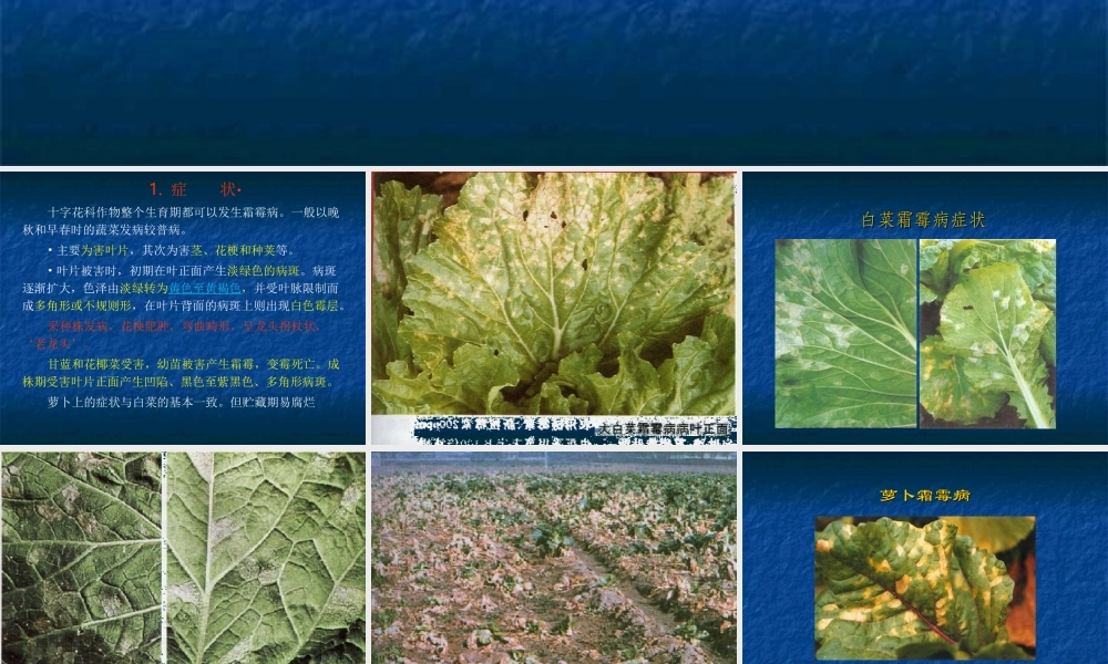 十字花科蔬菜霜霉病.ppt