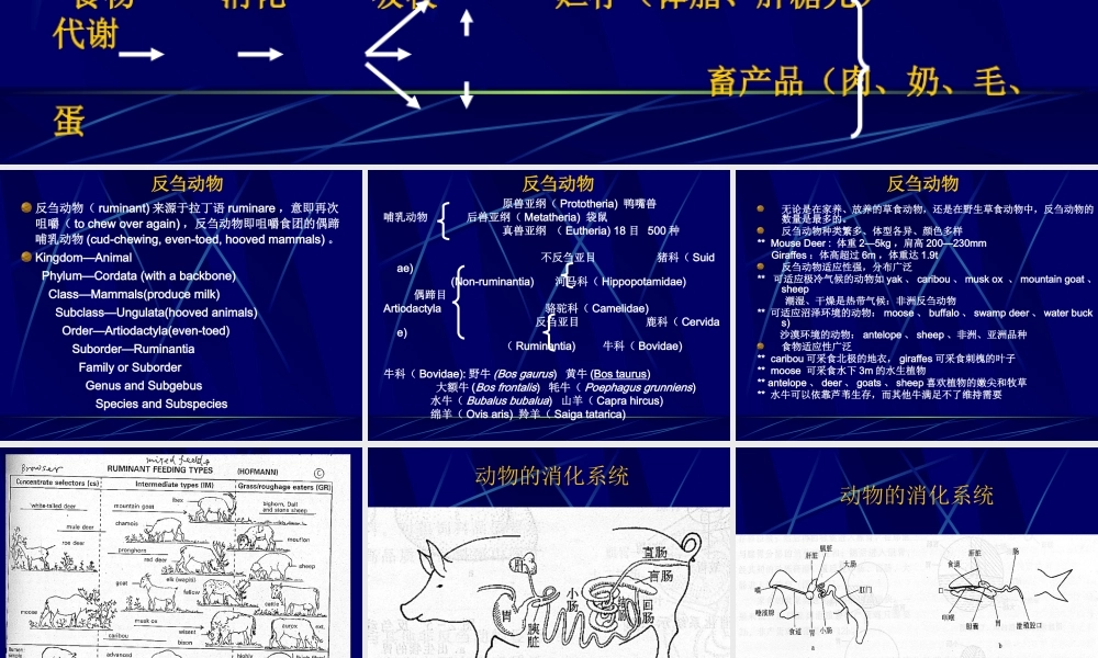 动物的消化、吸收和利用.ppt