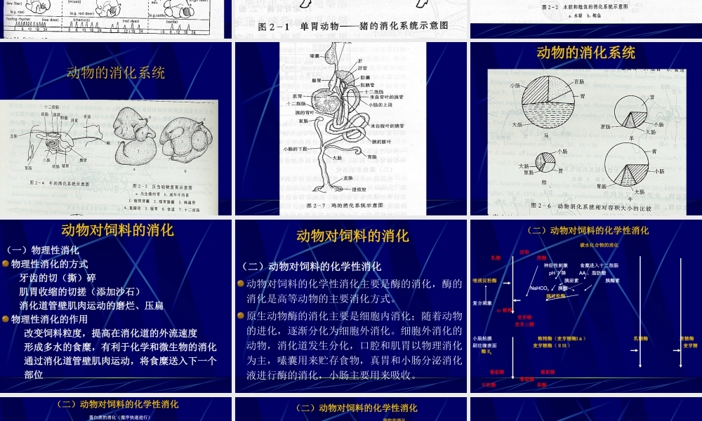 动物的消化、吸收和利用.ppt