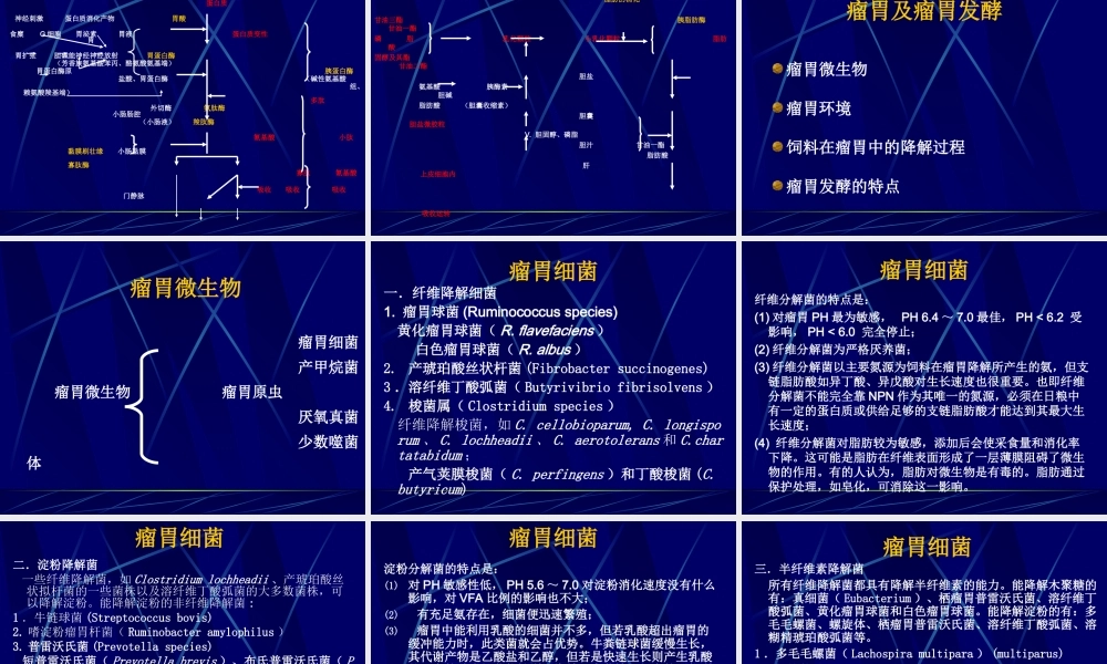 动物的消化、吸收和利用.ppt
