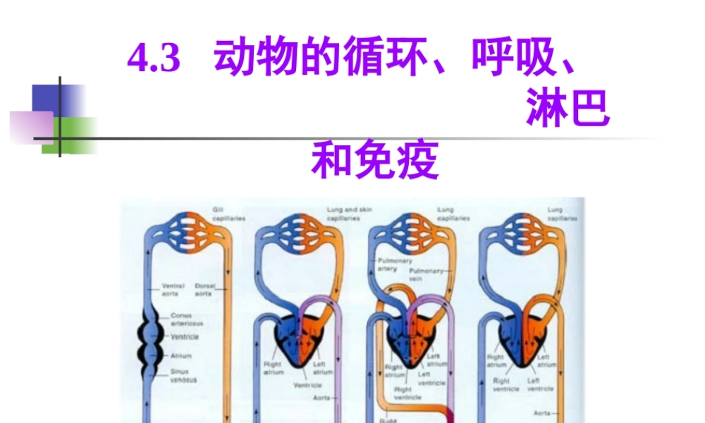 动物-4.3.-动物的循环呼吸淋巴与免疫.ppt