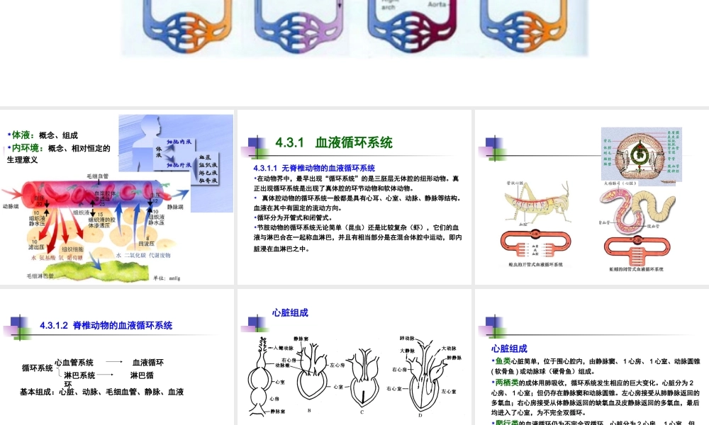 动物-4.3.-动物的循环呼吸淋巴与免疫.ppt