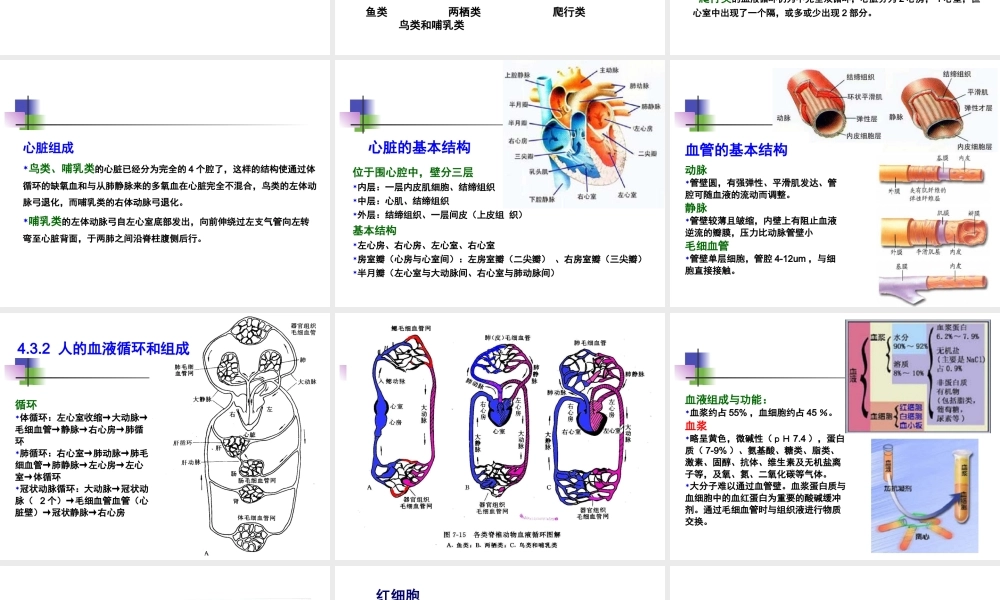 动物-4.3.-动物的循环呼吸淋巴与免疫.ppt