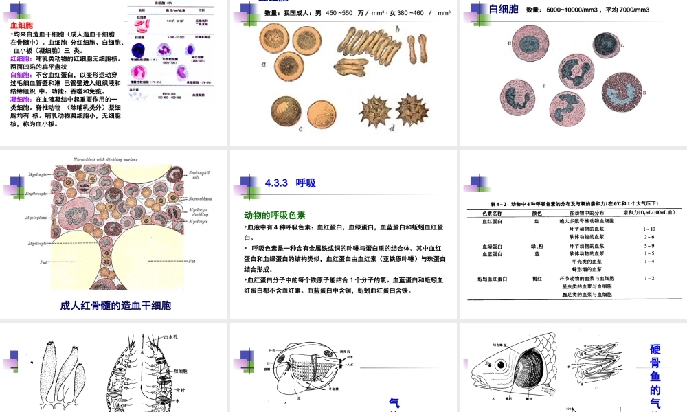 动物-4.3.-动物的循环呼吸淋巴与免疫.ppt