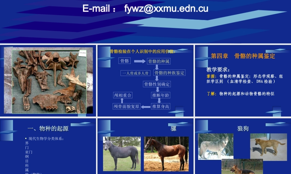 动物骨骼与人类骨骼的区别...ppt