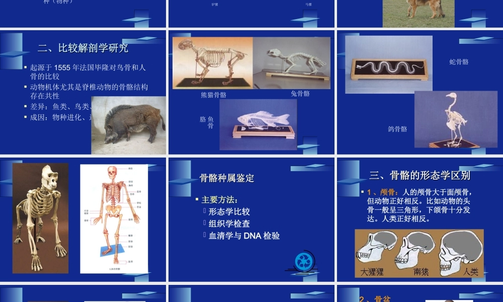 动物骨骼与人类骨骼的区别...ppt