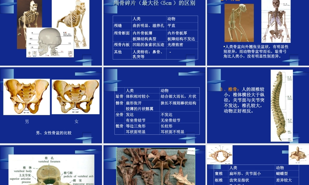 动物骨骼与人类骨骼的区别...ppt