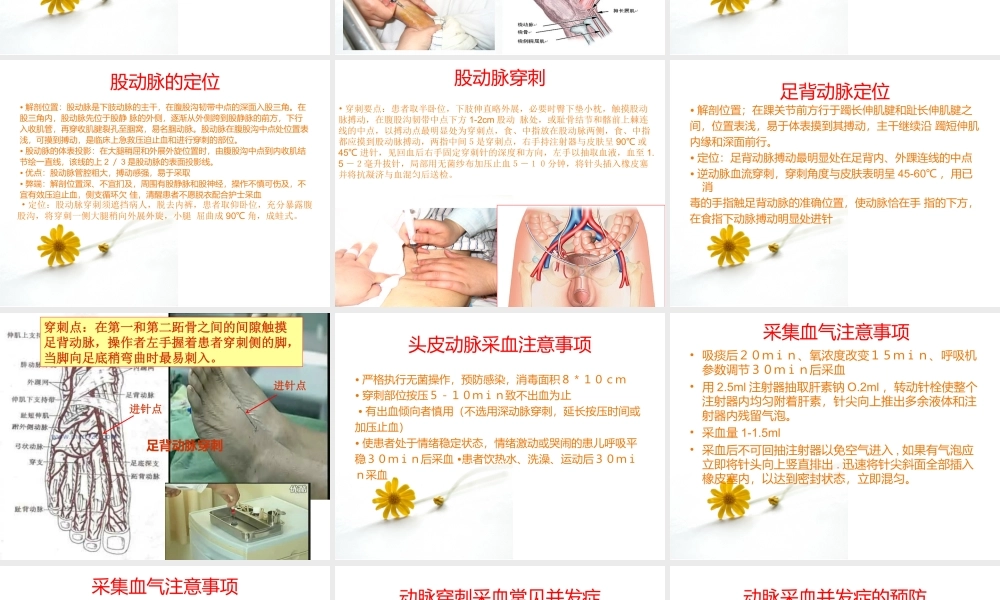 动脉采血技术.ppt