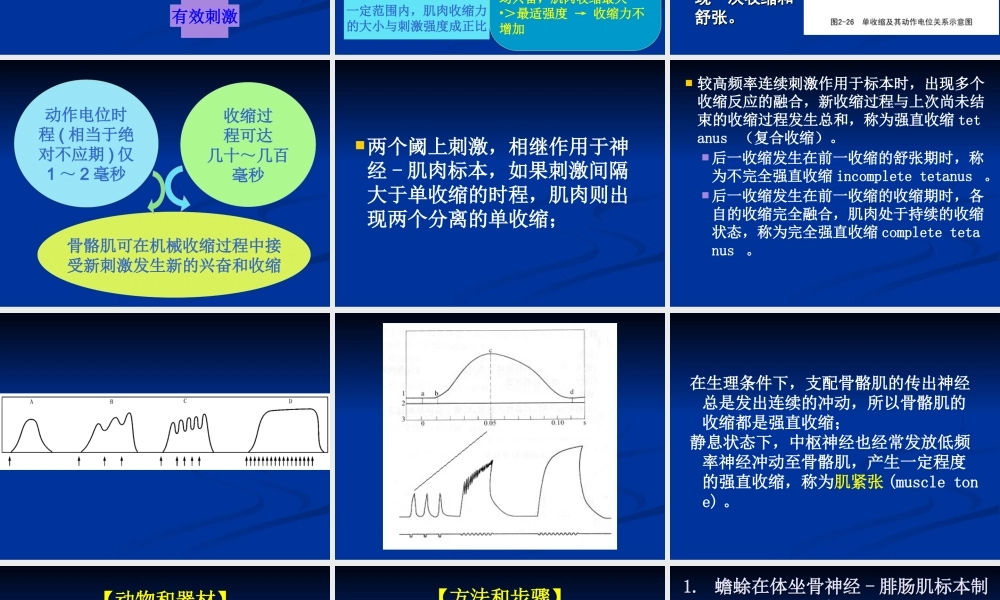 刺激强度刺激频率与骨骼肌收缩的关系..ppt