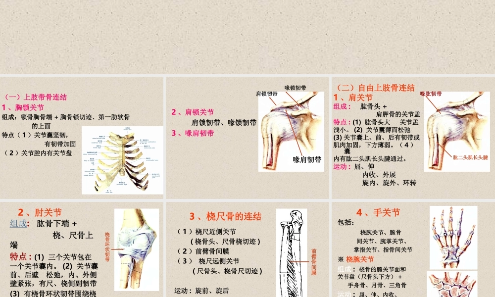 四肢骨连结.ppt