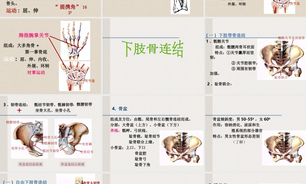 四肢骨连结.ppt