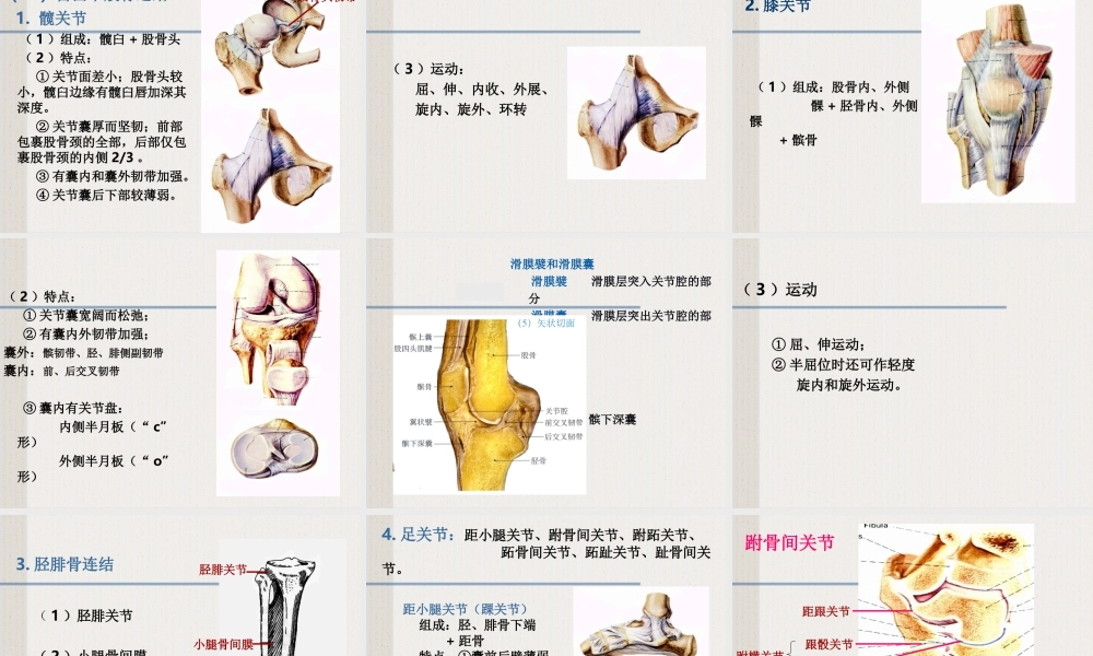 四肢骨连结.ppt