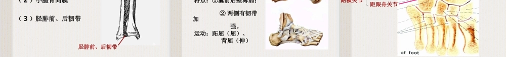 四肢骨连结.ppt