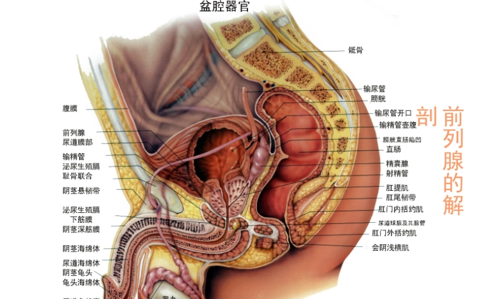 前-列-腺-炎综合征.ppt