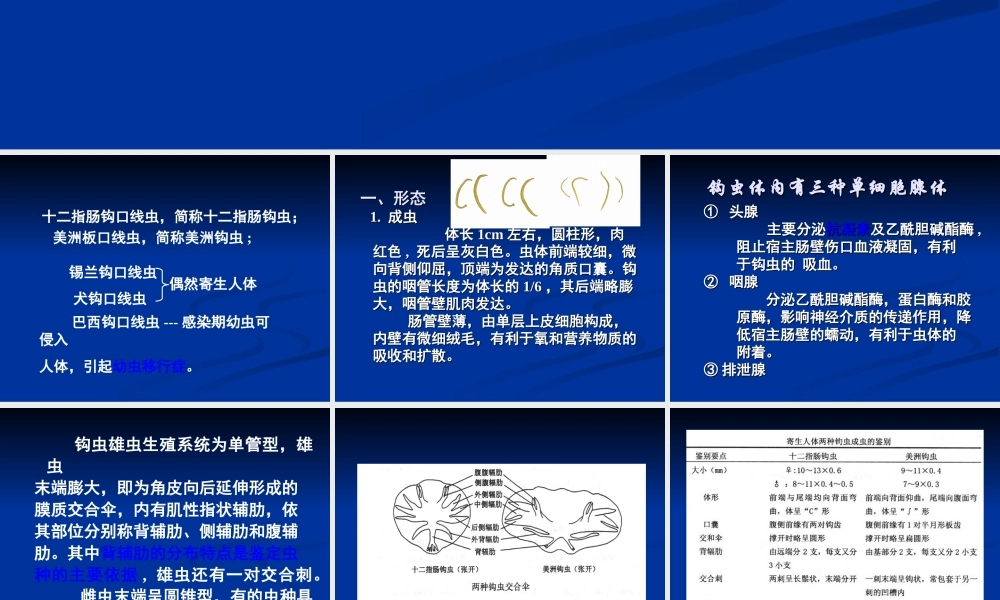 十二指肠钩口线虫和美洲板口线虫.ppt