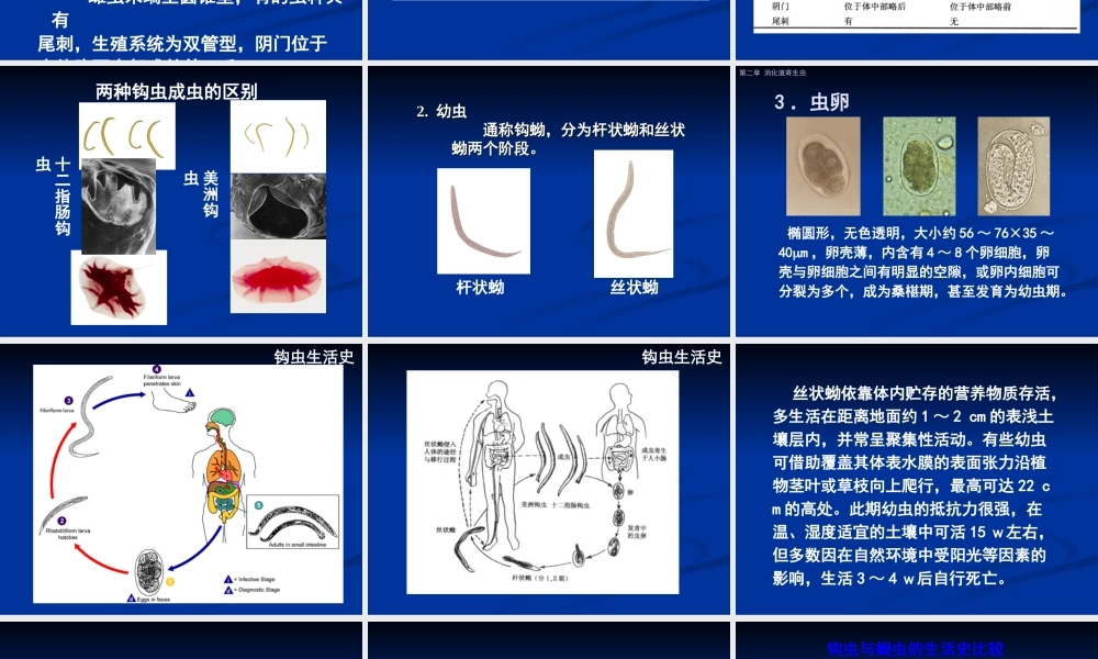 十二指肠钩口线虫和美洲板口线虫.ppt