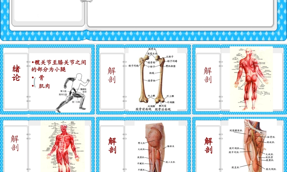 大腿损伤及功能康复.ppt