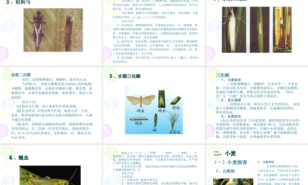 农作物病虫害图解.ppt