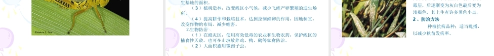 农作物病虫害图解.ppt