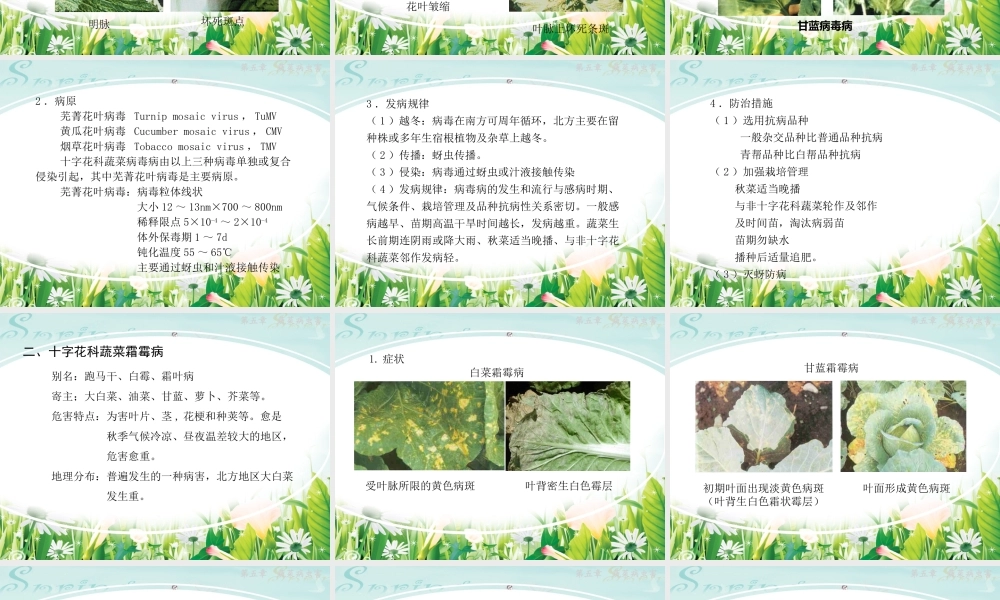 十字花科蔬菜病虫害剖析.ppt