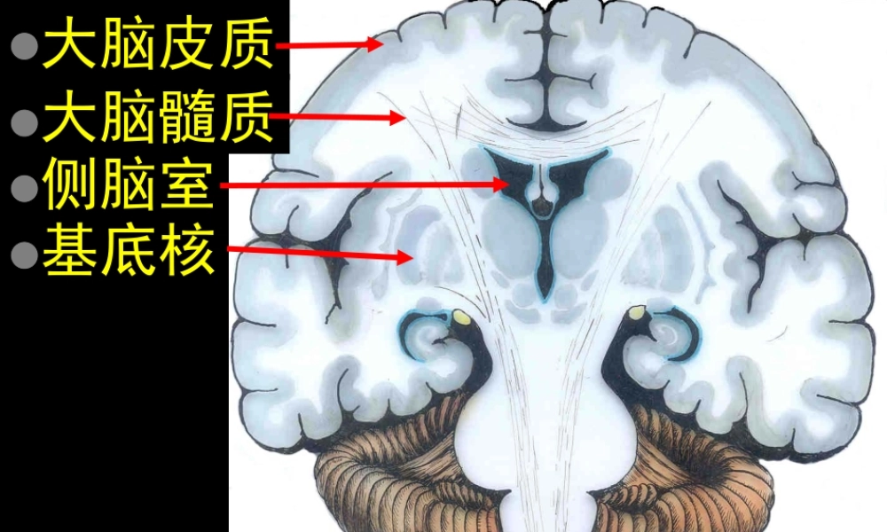 大脑结构.ppt