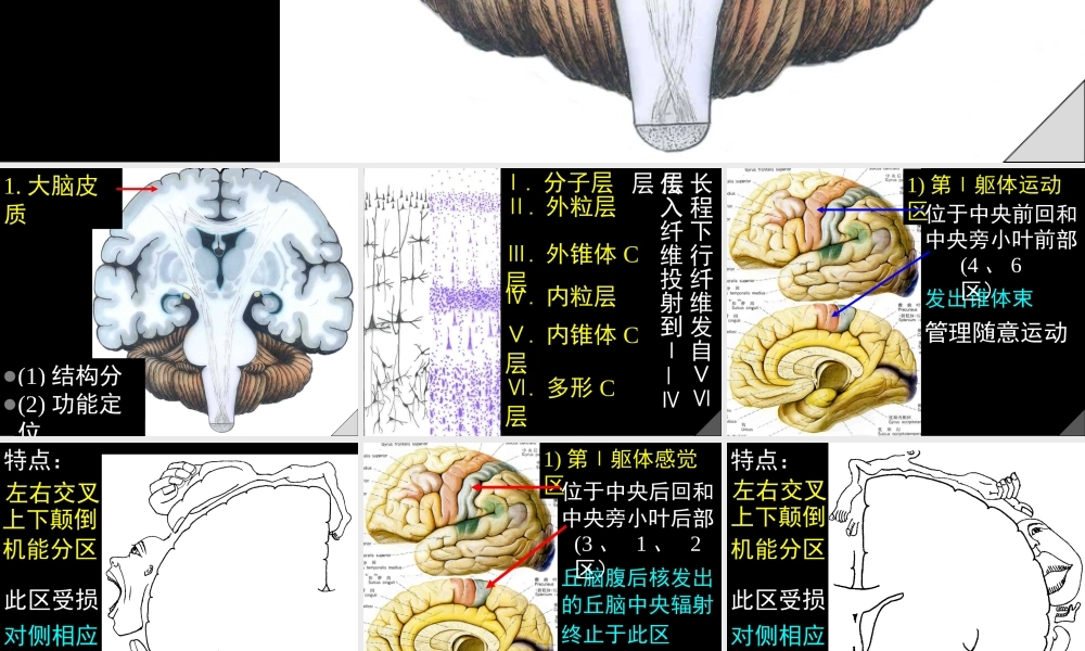 大脑结构.ppt