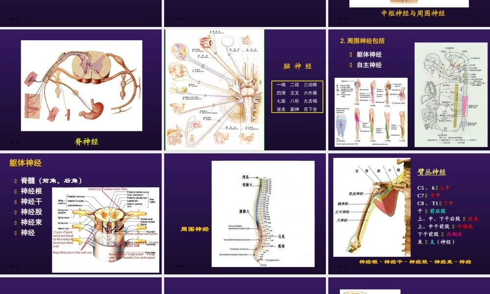 周围神经病.ppt